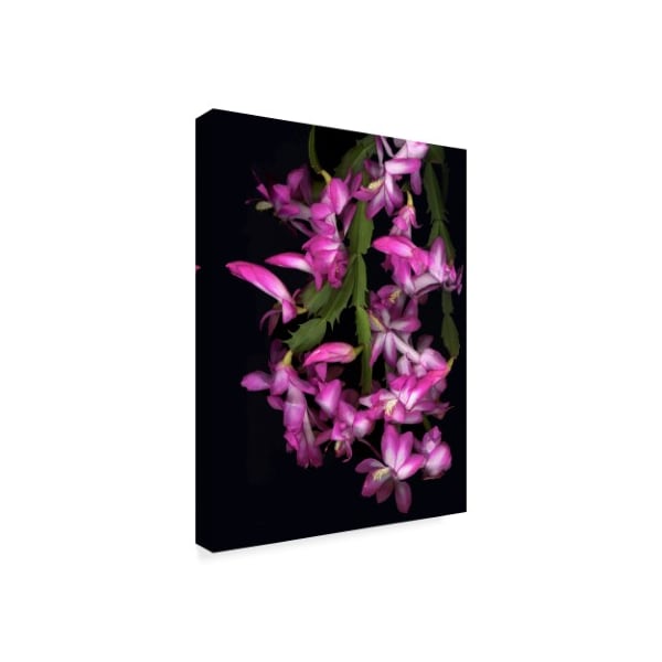 Susan S. Barmon 'Christmas Cactus' Canvas Art,35x47